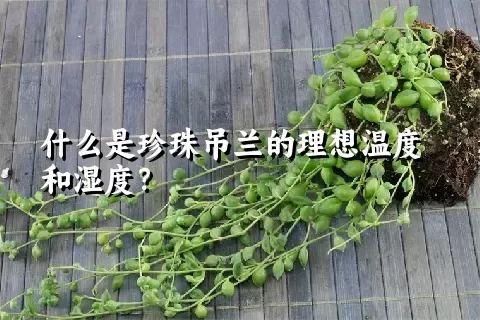 什么是珍珠吊兰的理想温度和湿度？