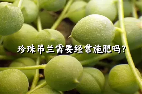 珍珠吊兰需要经常施肥吗？