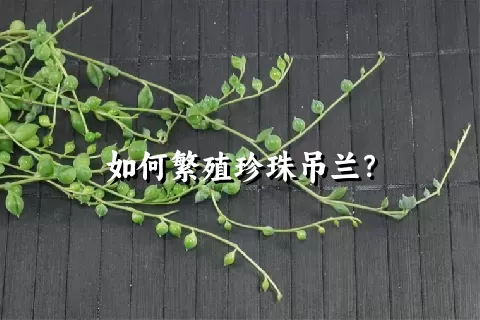 如何繁殖珍珠吊兰？