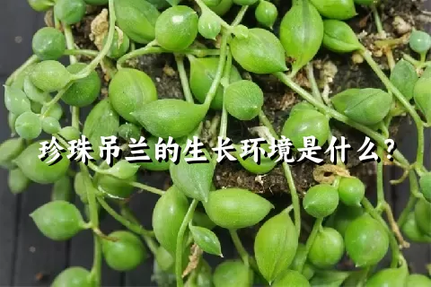 珍珠吊兰的生长环境是什么？