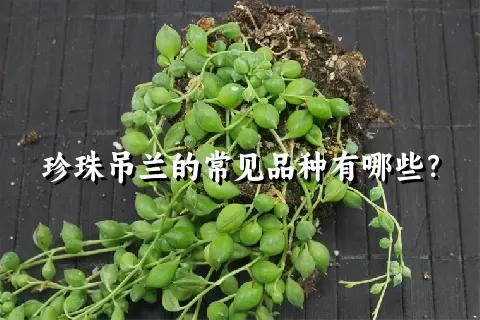 珍珠吊兰的常见品种有哪些？