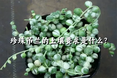 珍珠吊兰的土壤要求是什么？