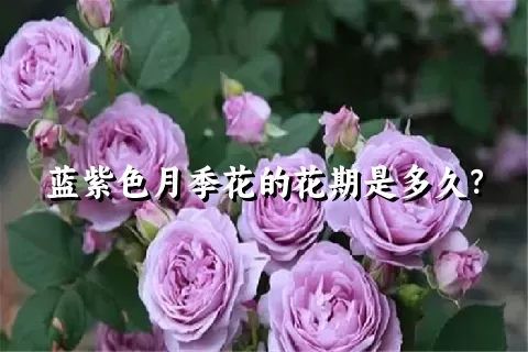 蓝紫色月季花的花期是多久？