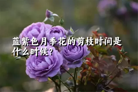 蓝紫色月季花的剪枝时间是什么时候？