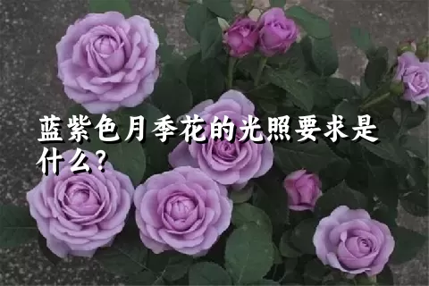 蓝紫色月季花的光照要求是什么？