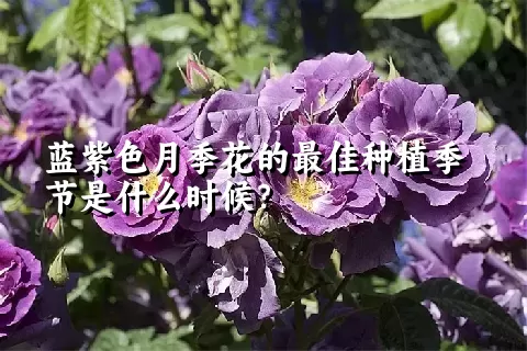 蓝紫色月季花的最佳种植季节是什么时候？