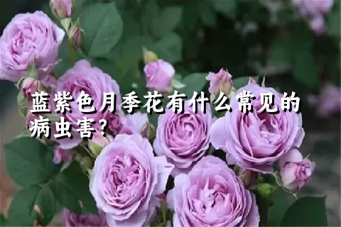 蓝紫色月季花有什么常见的病虫害？