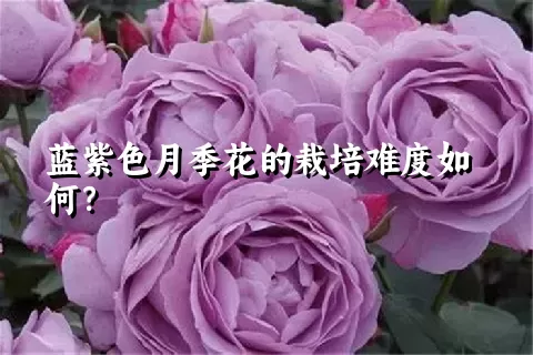 蓝紫色月季花的栽培难度如何？