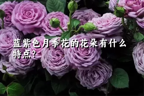 蓝紫色月季花的花朵有什么特点？