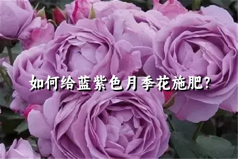 如何给蓝紫色月季花施肥？