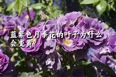 蓝紫色月季花的叶子为什么会变黄？