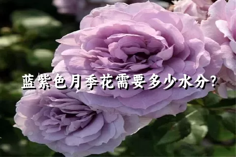 蓝紫色月季花需要多少水分？