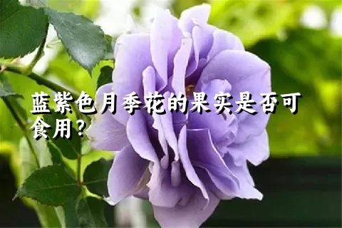 蓝紫色月季花的果实是否可食用？