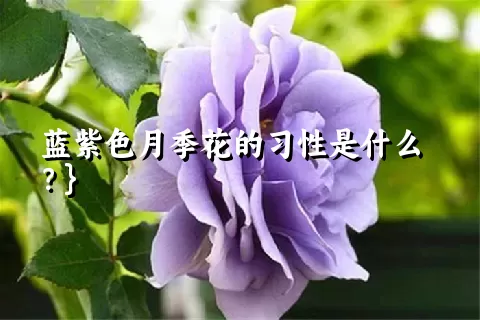 蓝紫色月季花的习性是什么？}