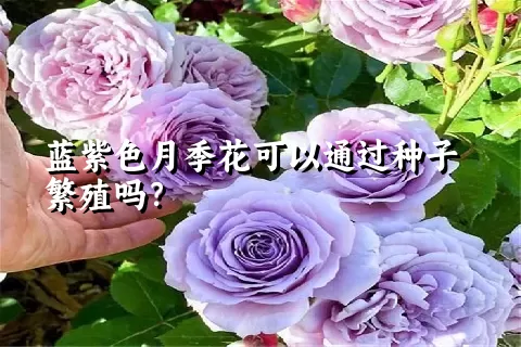 蓝紫色月季花可以通过种子繁殖吗？