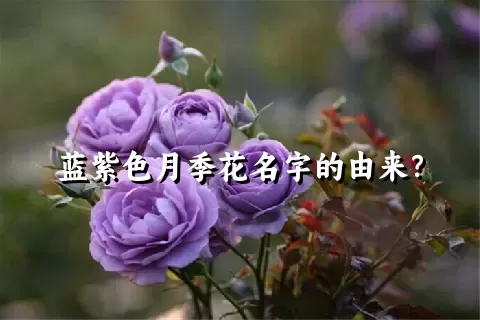 蓝紫色月季花名字的由来？