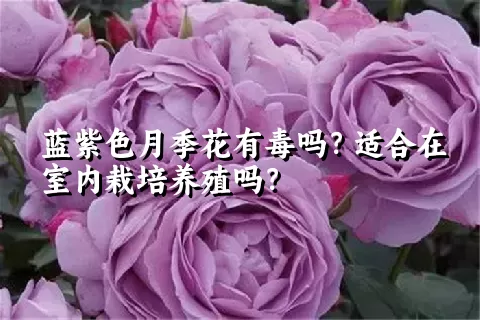 蓝紫色月季花有毒吗？适合在室内栽培养殖吗？