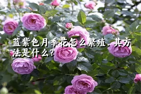 蓝紫色月季花怎么繁殖，其方法是什么？