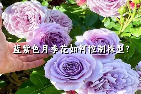 蓝紫色月季花如何控制株型？