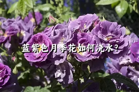 蓝紫色月季花如何浇水？