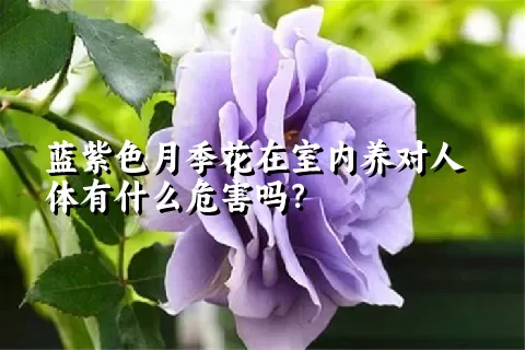 蓝紫色月季花在室内养对人体有什么危害吗？