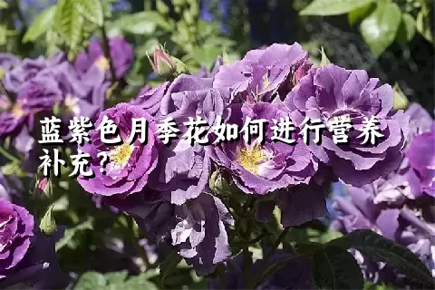 蓝紫色月季花如何进行营养补充？