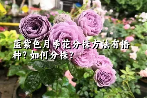 蓝紫色月季花分株方法有播种？如何分株？