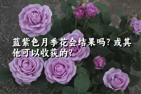 蓝紫色月季花会结果吗？或其他可以收获的？