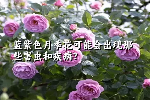 蓝紫色月季花可能会出现那些害虫和疾病？