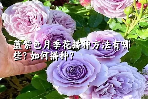 蓝紫色月季花播种方法有哪些？如何播种？