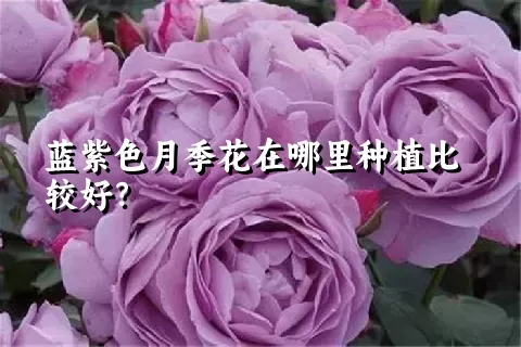 蓝紫色月季花在哪里种植比较好？