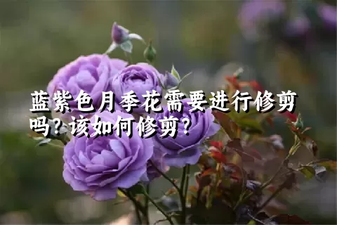 蓝紫色月季花需要进行修剪吗？该如何修剪？