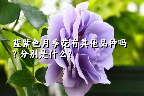 蓝紫色月季花有其他品种吗？分别是什么？