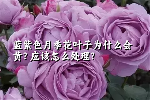 蓝紫色月季花叶子为什么会黄？应该怎么处理？