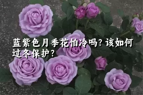 蓝紫色月季花怕冷吗？该如何过冬保护？