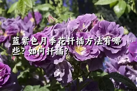 蓝紫色月季花扦插方法有哪些？如何扦插？