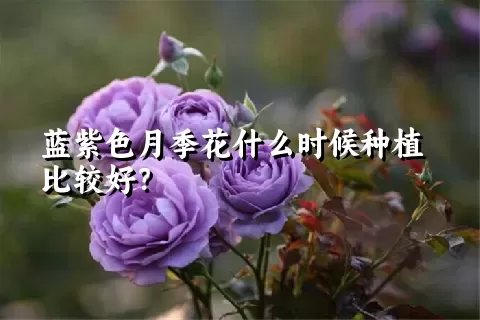 蓝紫色月季花什么时候种植比较好？