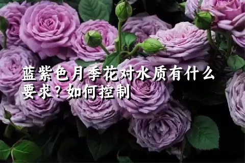 蓝紫色月季花对水质有什么要求？如何控制