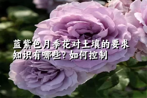 蓝紫色月季花对土壤的要求知识有哪些？如何控制