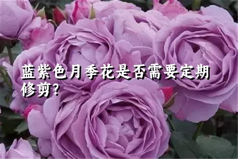 蓝紫色月季花是否需要定期修剪？