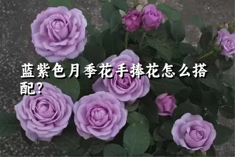 蓝紫色月季花手捧花怎么搭配？