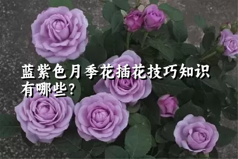 蓝紫色月季花插花技巧知识有哪些？