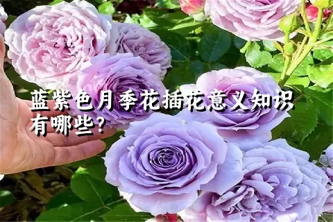 蓝紫色月季花插花意义知识有哪些？