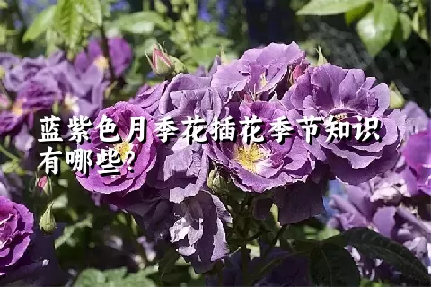 蓝紫色月季花插花季节知识有哪些？