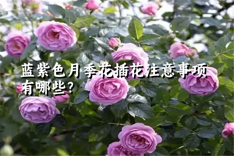 蓝紫色月季花插花注意事项有哪些？