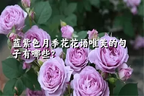 蓝紫色月季花花语唯美的句子有哪些？