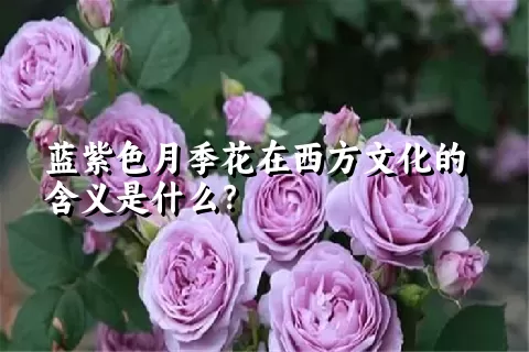 蓝紫色月季花在西方文化的含义是什么？