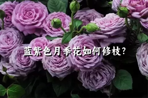 蓝紫色月季花如何修枝？