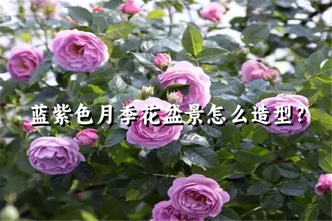 蓝紫色月季花盆景怎么造型？