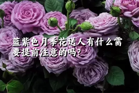 蓝紫色月季花送人有什么需要提前注意的吗？